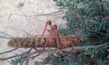 Locust photographed during last invasion into Israel in 2004