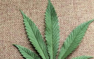 Marijuana leaf