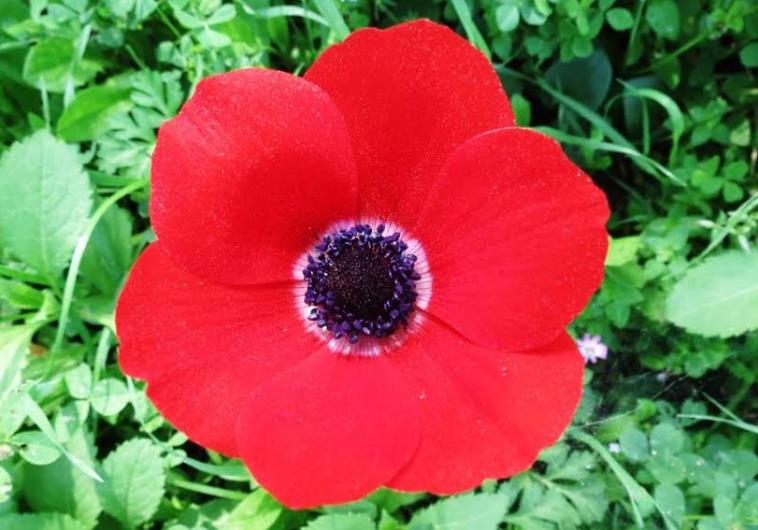 calanit-the-anemone-crowned-as-israel-s-national-flower-national