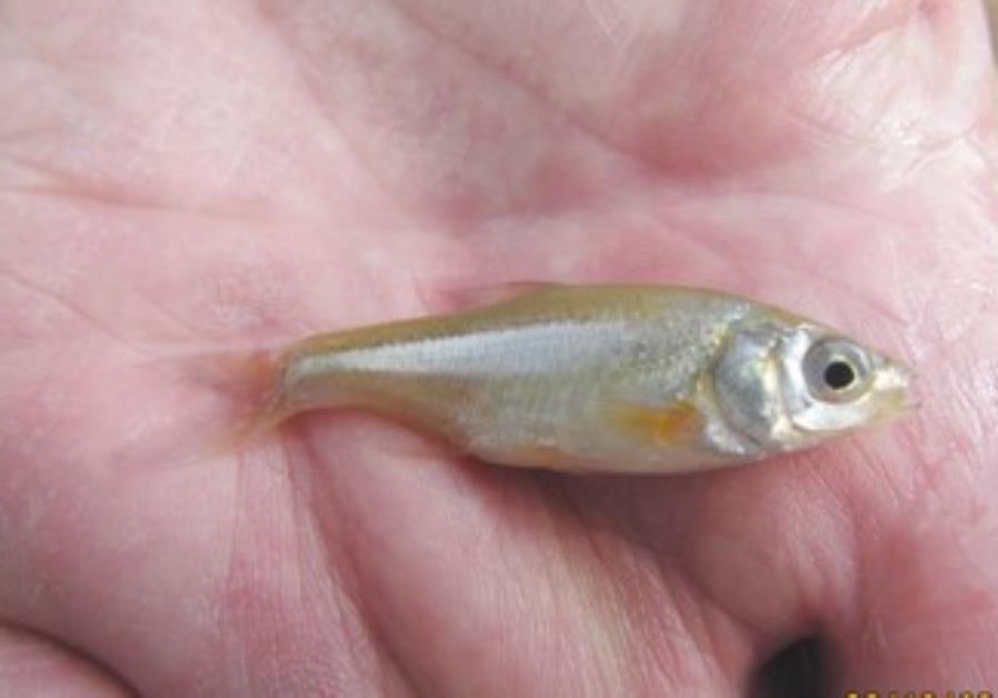 bleak-fish-return-to-middle-of-yarkon-after-50-years-enviro-tech