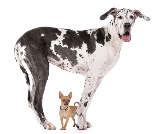 why do great danes lean