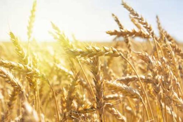 Grain field (photo credit: INGIMAGE)