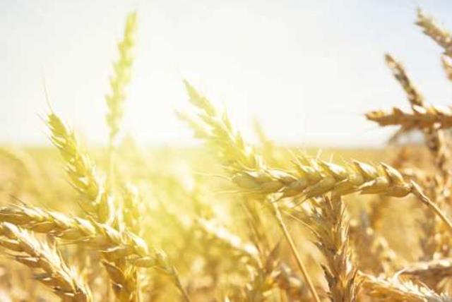 Grain field (photo credit: INGIMAGE)