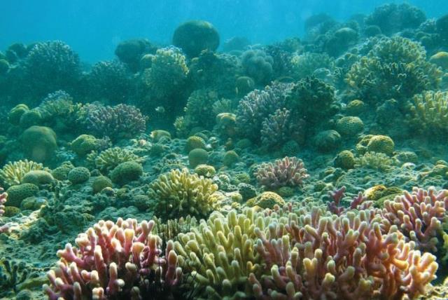 Scientists highlight impact of sunscreen on coral reefs