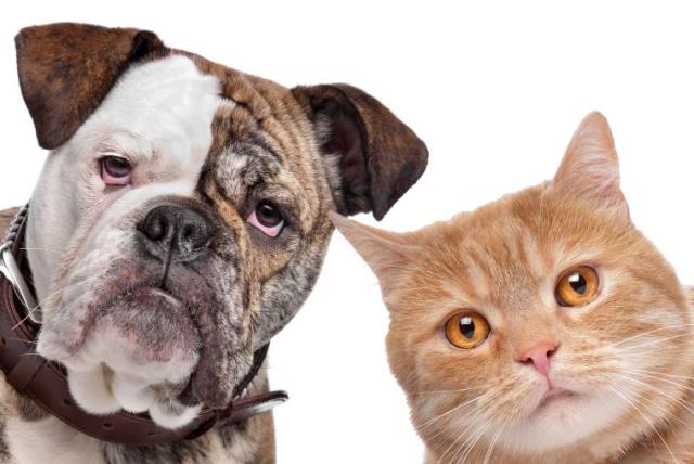 Battle of the pets: Are cats or dogs smarter? - study - The Jerusalem Post