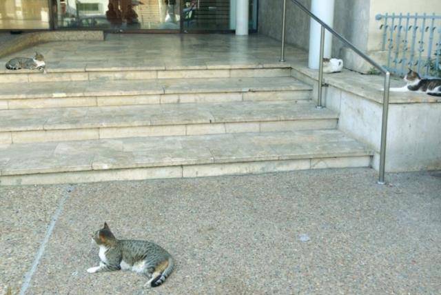 Battle of the pets: Are cats or dogs smarter? - study - The Jerusalem Post