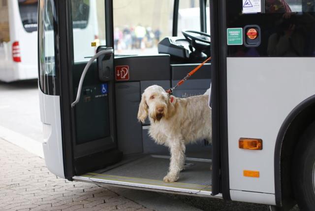 are dogs allowed in buses