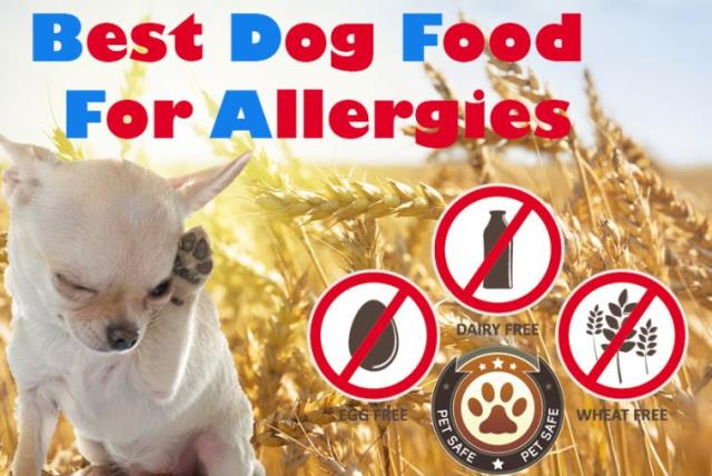 how do i know if my dog has food allergies