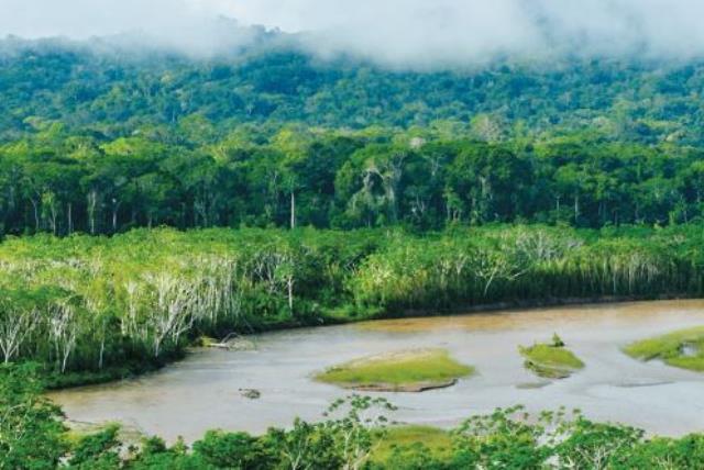 Peruvian jungle (photo credit: Wikimedia Commons)