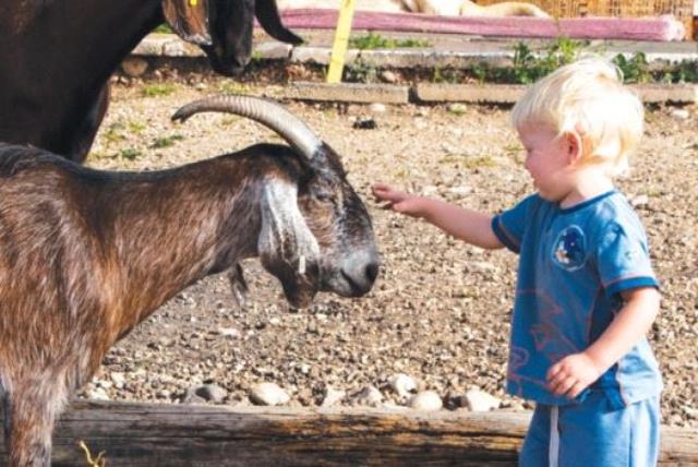 Petting the goat, Iza Paziza, at Moshav Tal Shahar (photo credit: MAYA MAYMONI)