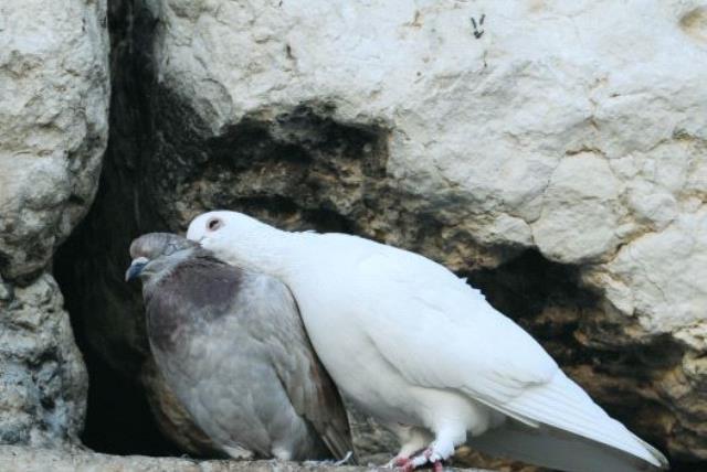 Pigeons resting inside a crevice in the Western Wall (photo credit: MARK NEYMAN / GPO)