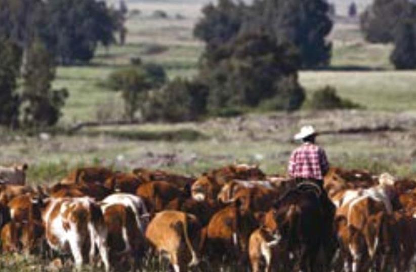 AN ISRAELI COWBOY tends cattle on a ranch just outside Moshav Yonatan, two kilometers south of the Syrian border in the Golan Heights, in 2013. (photo credit: REUTERS)