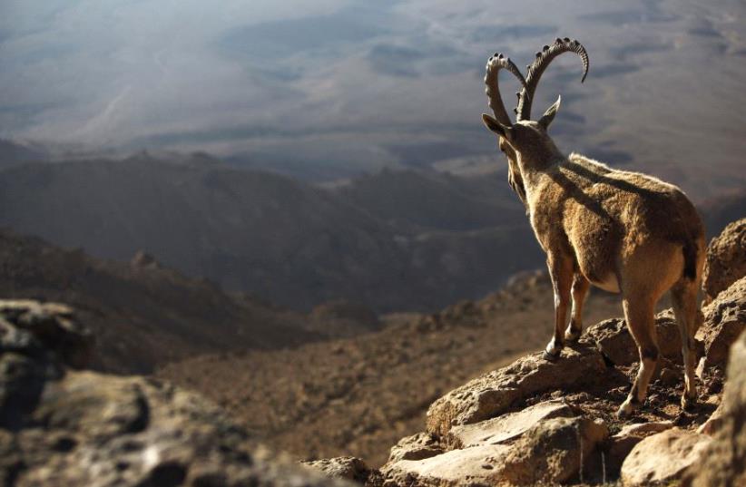 An Ibex stands on a cliff-edge above the Ramon Crater in southern Israel's Negev desert (photo credit: REUTERS/AMIR COHEN)