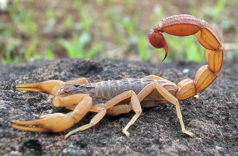 Hottentotta tamulus, the Indian red scorpion from Mangaon, Maharashtra, India (photo credit: SHANTANU KUVESKAR VIA WIKIMEDIA COMMONS/CC BY-SA 4.0)