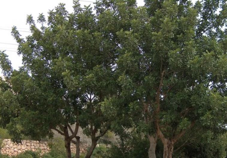 The secrets of the Carob tree - Christian In Israel - Jerusalem Post