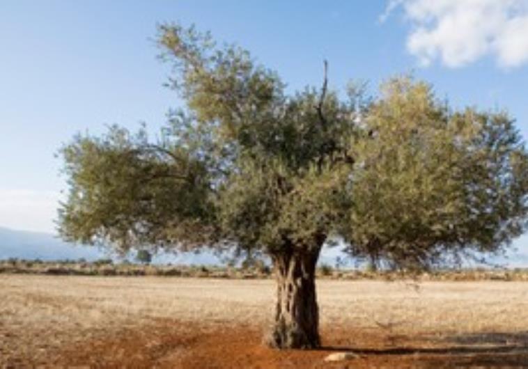 Bumper olive crop expected in Syria - Middle East - Jerusalem Post