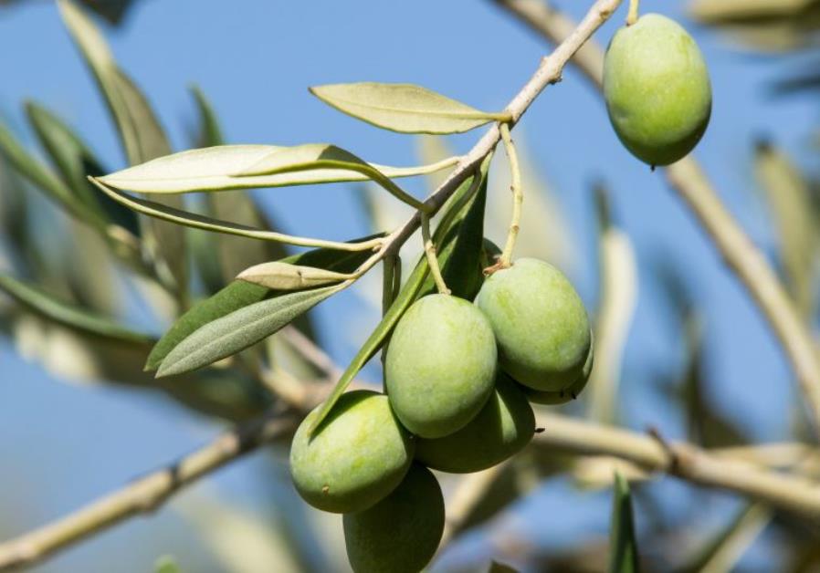 Rx For Readers The Olive Tree Allergy Health And Science Jerusalem Post