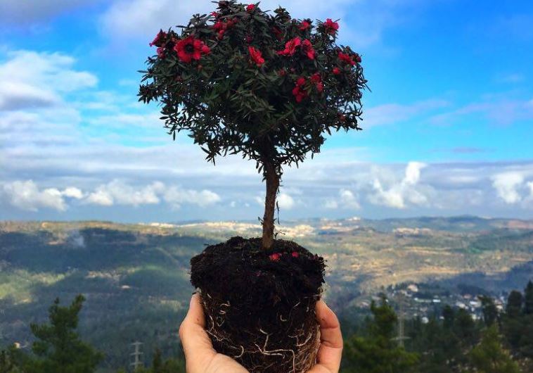 JPost reader Tu Bishvat photos (credit: EITAN ASRAF)