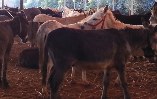 A safe haven: Donkeys in the Gan Yoshiya sanctuary (credit: NOREEN SADIK)