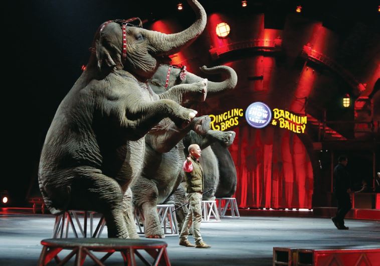 Elephants perform in the Ringling circus. (credit: REUTERS)