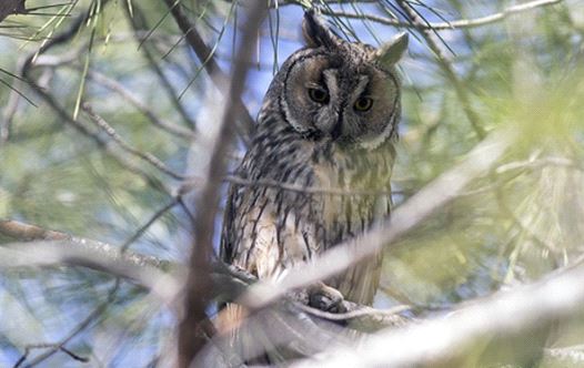 A new species of owl was found in Africa, and it's hauntingly beautiful ...